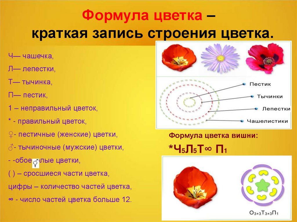 Какого строение цветка