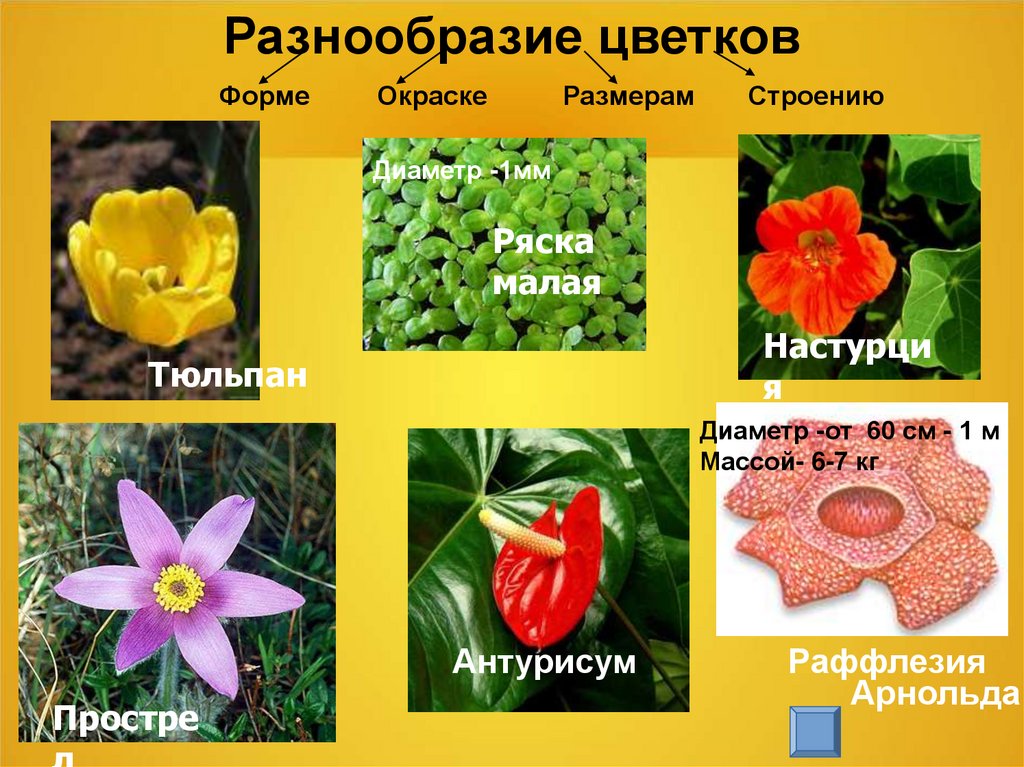 Многообразие цветковых. Разнообразие цветов. Разнообразие цветущих растений. Цветы многообразие. Разнообразие цветков.