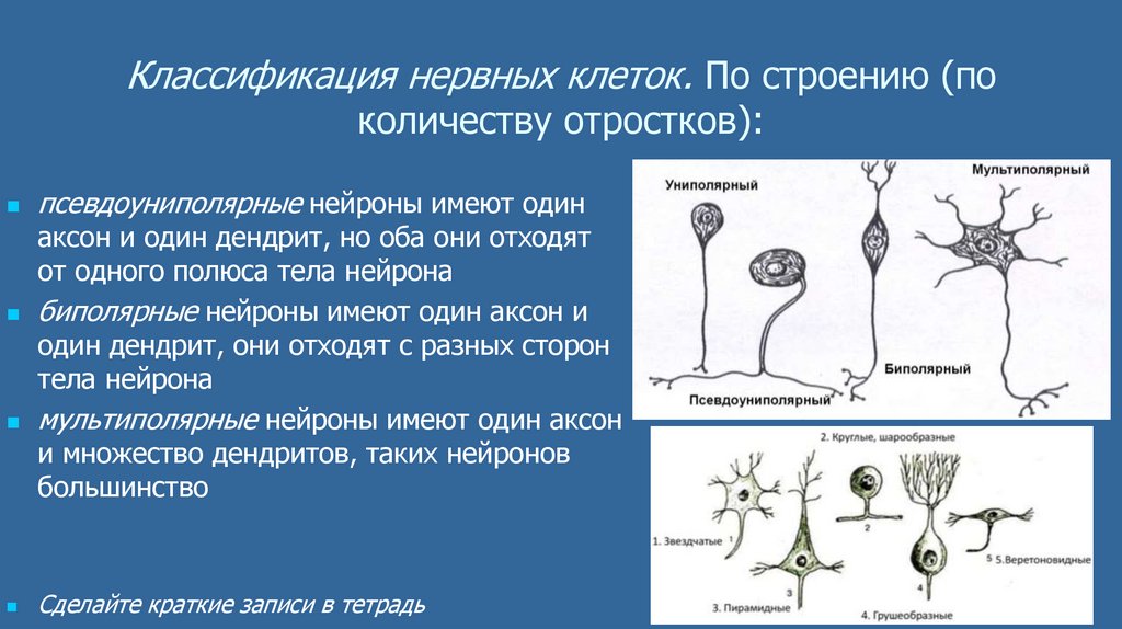 Строение мультиполярного нейрона