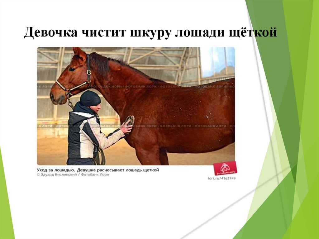 Девочка чистит шкуру лошади щёткой