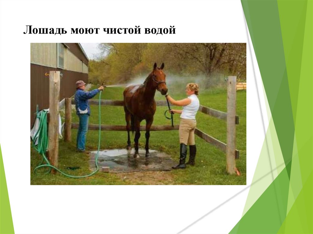 Лошадь моют чистой водой
