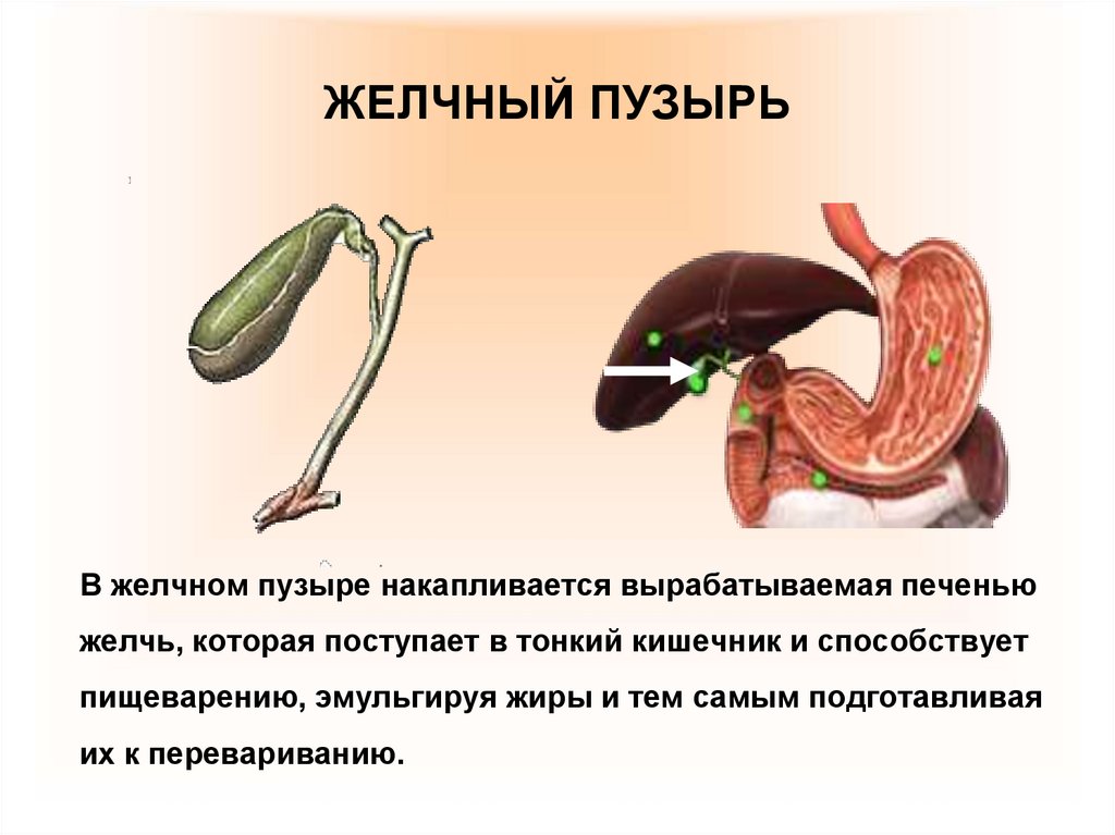 В кишке желчь что это. В кишке желчь что это