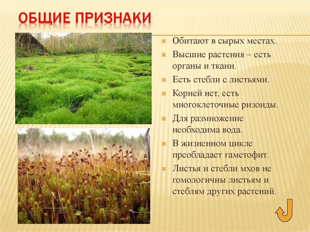 моховидные споровые растения. выберите признаки мохообразных растений. выберите признаки мохообразных растений. общие признаки отдела моховидные. мохообразные признаки высших растений.