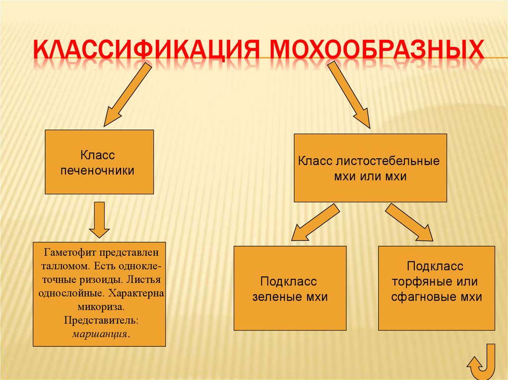 Схема классификация мхов