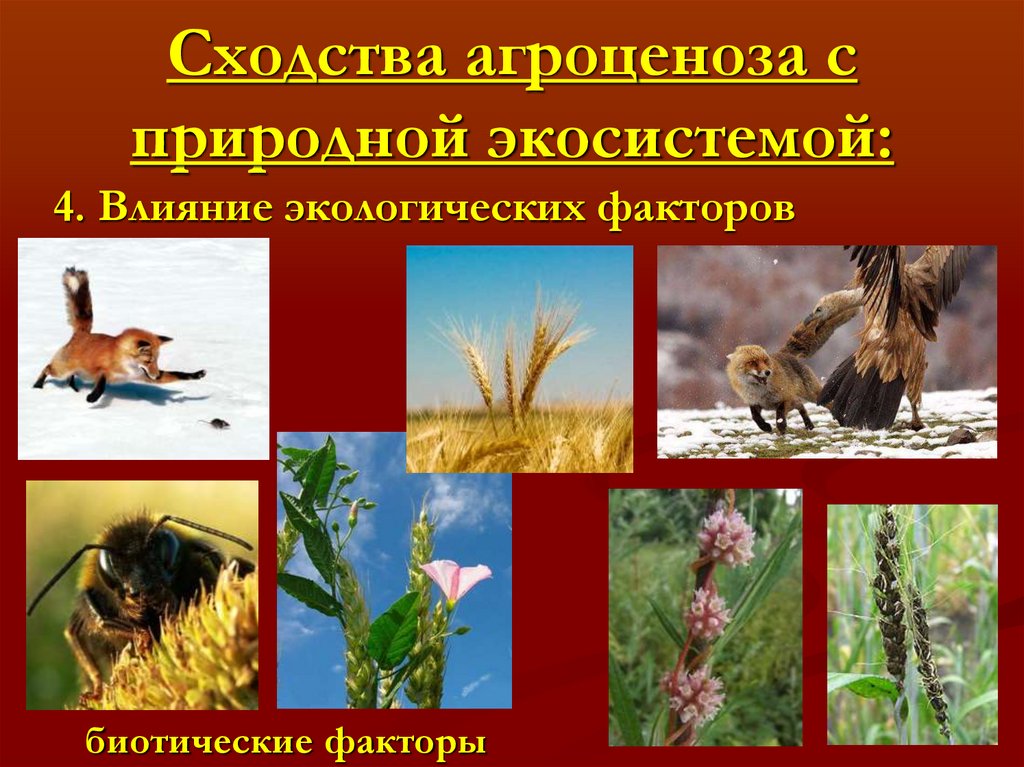 Виды агроценоза. Агроценоз рисунок. Влияние экологических факторов на популяции бабочек. Трофические уровни агроценоза. Характеристика агроценоза.