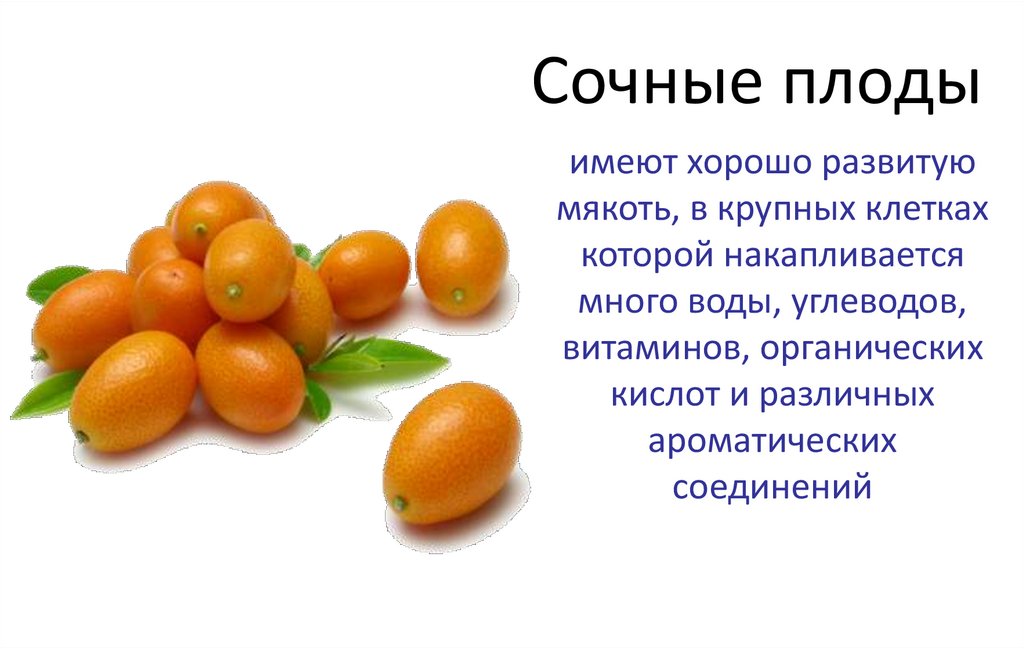 Назовите сочные плоды. Сочные плоды. Сочные ягодовидные плоды. Сочные плоды имеют. Мясистый плод.