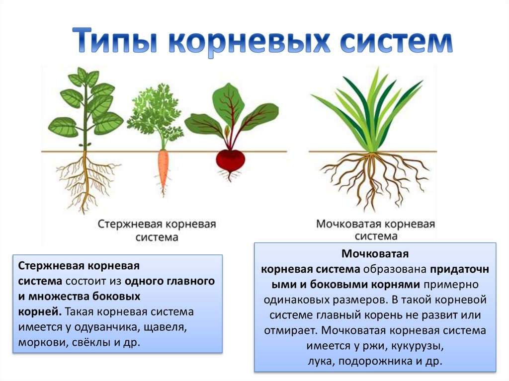 Установить какой корень. Тип корневой системы у моркови. Морковь вид корневой системы. Особенности строения корневой системы моркови.