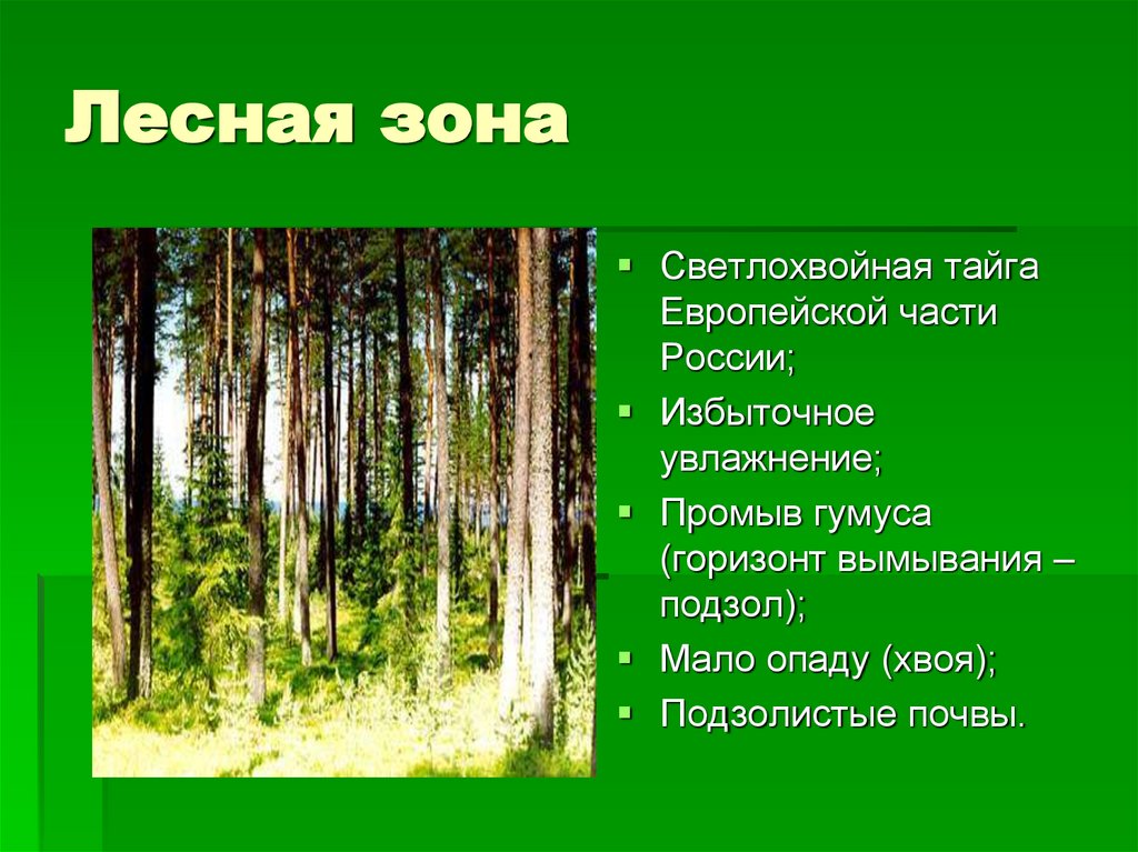 Основным видом растительности в зоне тайги