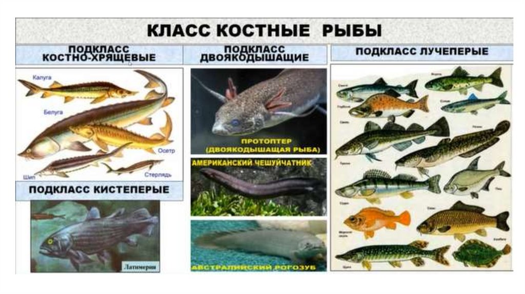 Какая биология изучает рыб. Наука изучающая рыб. Каких рыб изучают в старшей группе.
