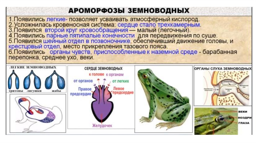 Отличие рептилий от земноводных. Земноводные ЕГЭ биология. Земноводные рыбы. Легкие амфибий и рептилий. Класс земноводные ЕГЭ биология.