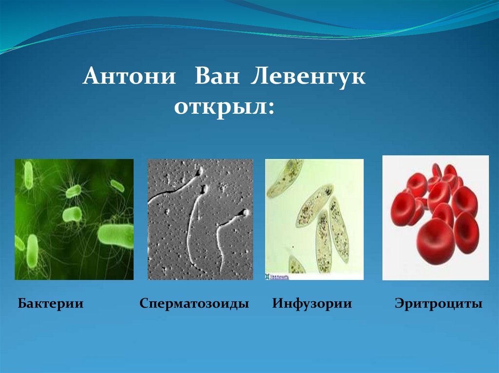 Открытые организмы. Антони Ван Левенгук бактерии. Антони Ван Левенгук открыл бактерии. Антони Ван Левенгук открытия. Открытие микроорганизмов Антони Ван Левенгуком.