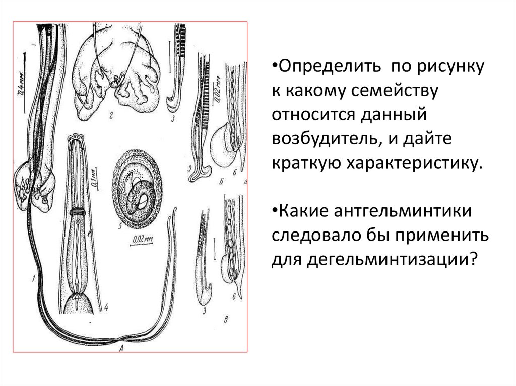 Нематоды (вопрос) - презентация онлайн