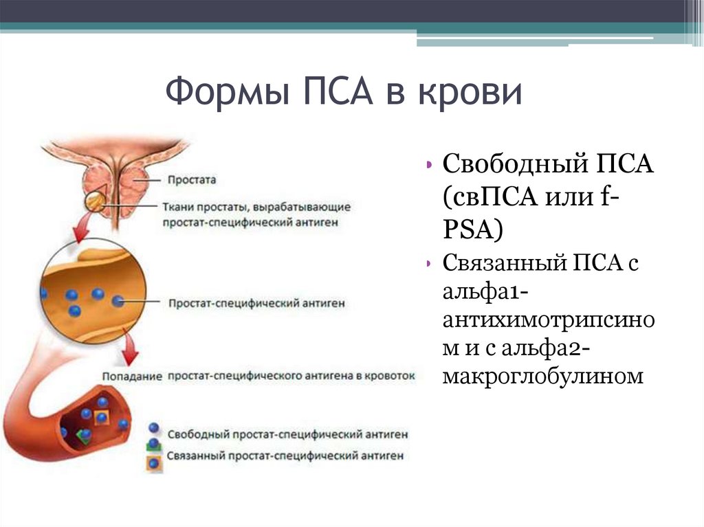 Пса простатический специфический антиген. Антидиуретический гормон (АДГ, вазопрессин) биохимия. Схема действия АДГ. Механизм секреции вазопрессина. Механизм секреции АДГ.