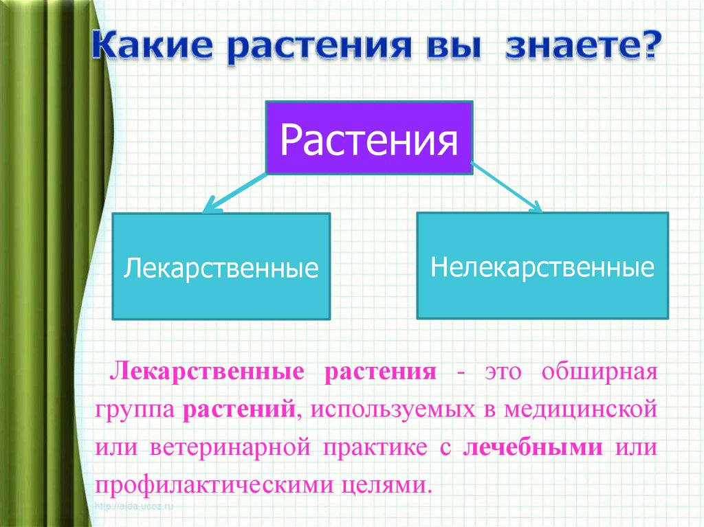 Какие растения вы знаете?