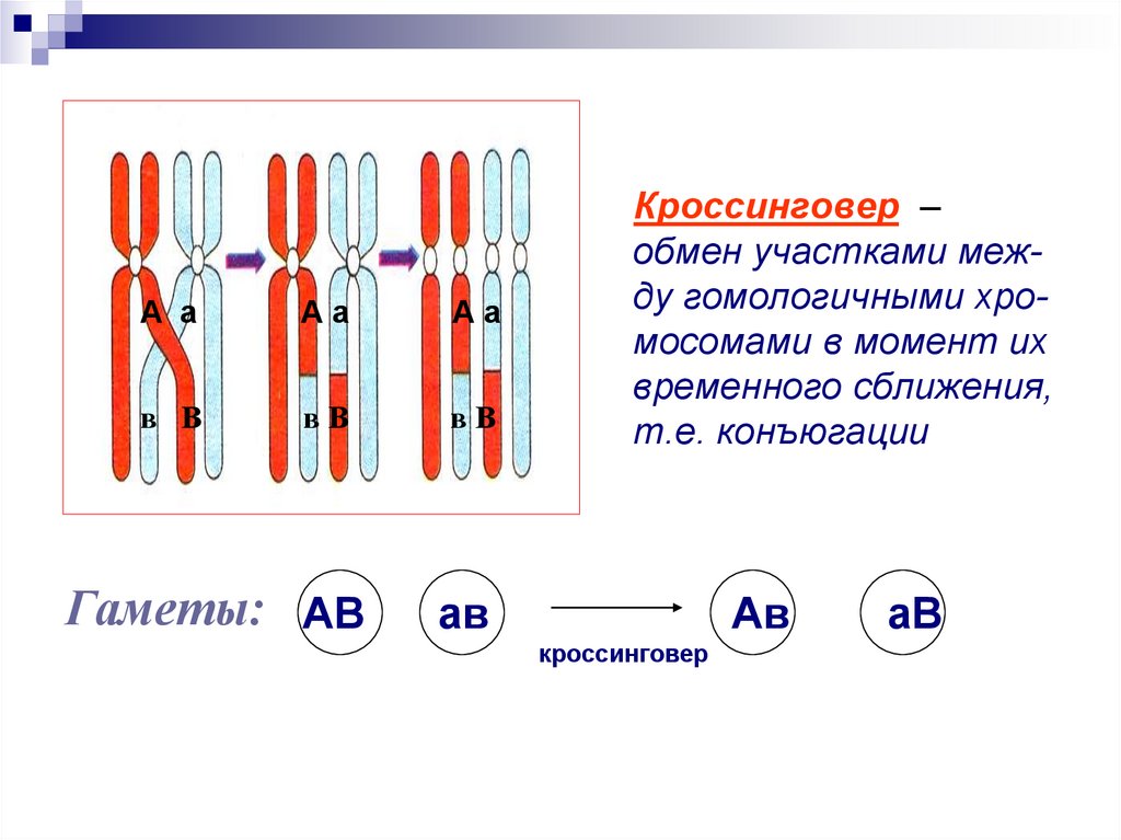 Конъюгация и кроссинговер в клетках животных происходят. Механизм кроссинговера и конъюгации. Кроссинговер (обмен участками хроматид гомологичных хромосом).. Конъюгация и кроссинговер. Конъюгация хромосом.