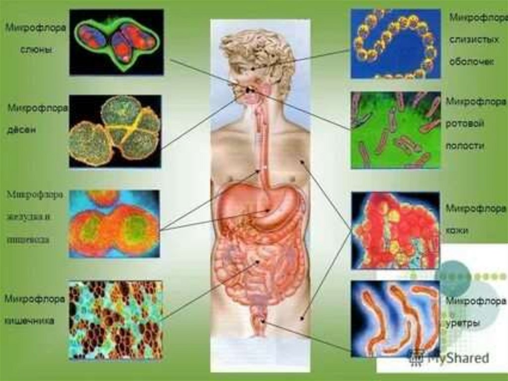 Слюна на теле. Микрофлора организма человека. Бактерии в организме человека. Микрофлора тела человека. Микроорганизмы в организме человека.