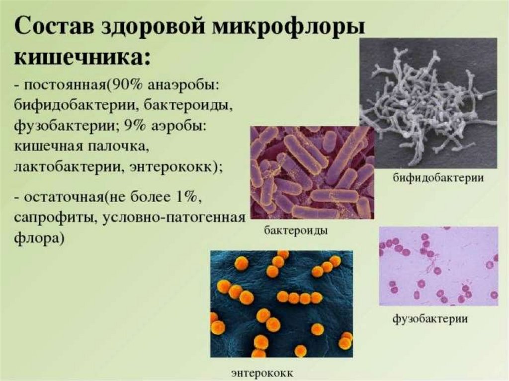 Организменные бактерии. Симбионтная микрофлора кишечника. Бактерии представители нормальной микрофлоры кишечника. Тип питания лактобактерий. Лактобактерии и бифидобактерии.