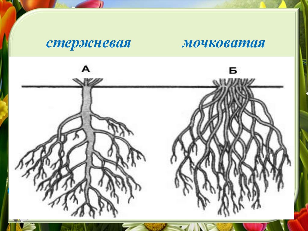 Корневые корни у каких растений. Стержневые и мочковатые корневые системы биология 6 класс. Стержневой корень и мочковатый корень. Стержневая и мочковатая корневая система рисунок.