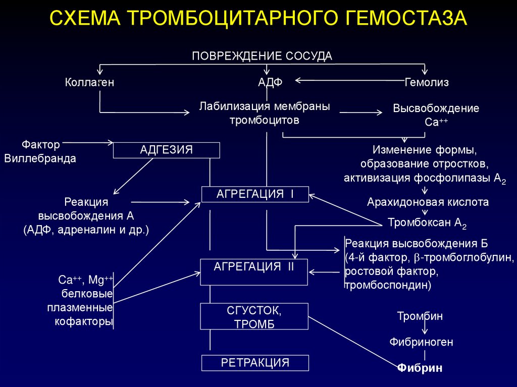 Патофизиология гемостаза. Этапы тромбоцитарно-сосудистого гемостаза. Первичный гемостаз схема. Патофизиология сосудисто-тромбоцитарного гемостаза. Схема тромбоцитарного гемостаза.
