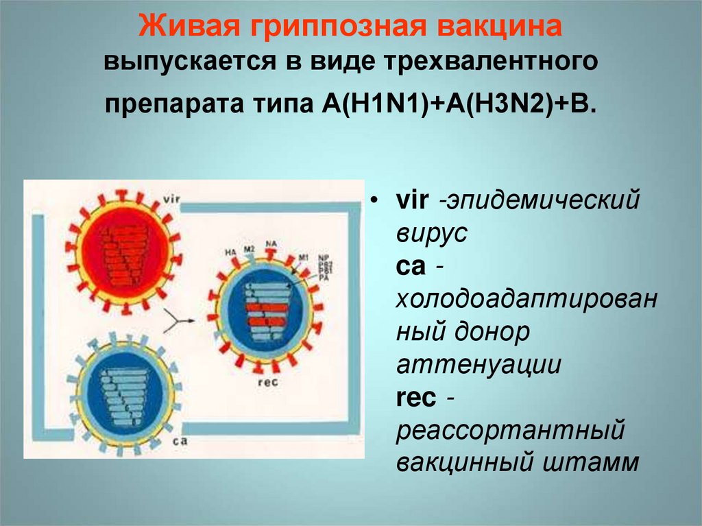 Острые респираторные вирусные инфекции - презентация онлайн