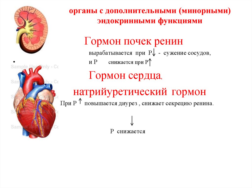 органы с дополнительными (минорными) эндокринными функциями