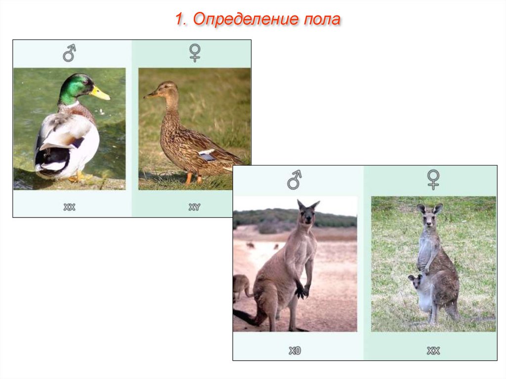 Генетическое поле. Генетика пола Пименов. У кого о генное определение пола.