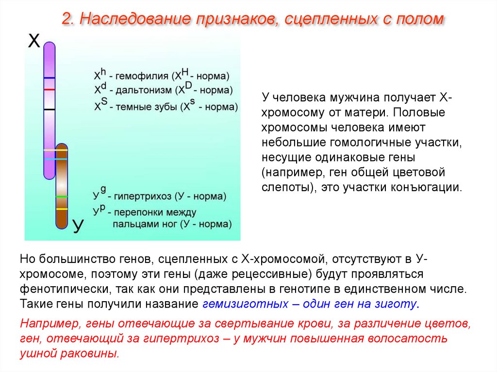 Одинаковые гены. Названия генов. Ген х хромосомы у человека. Сравнение х и у хромосом.