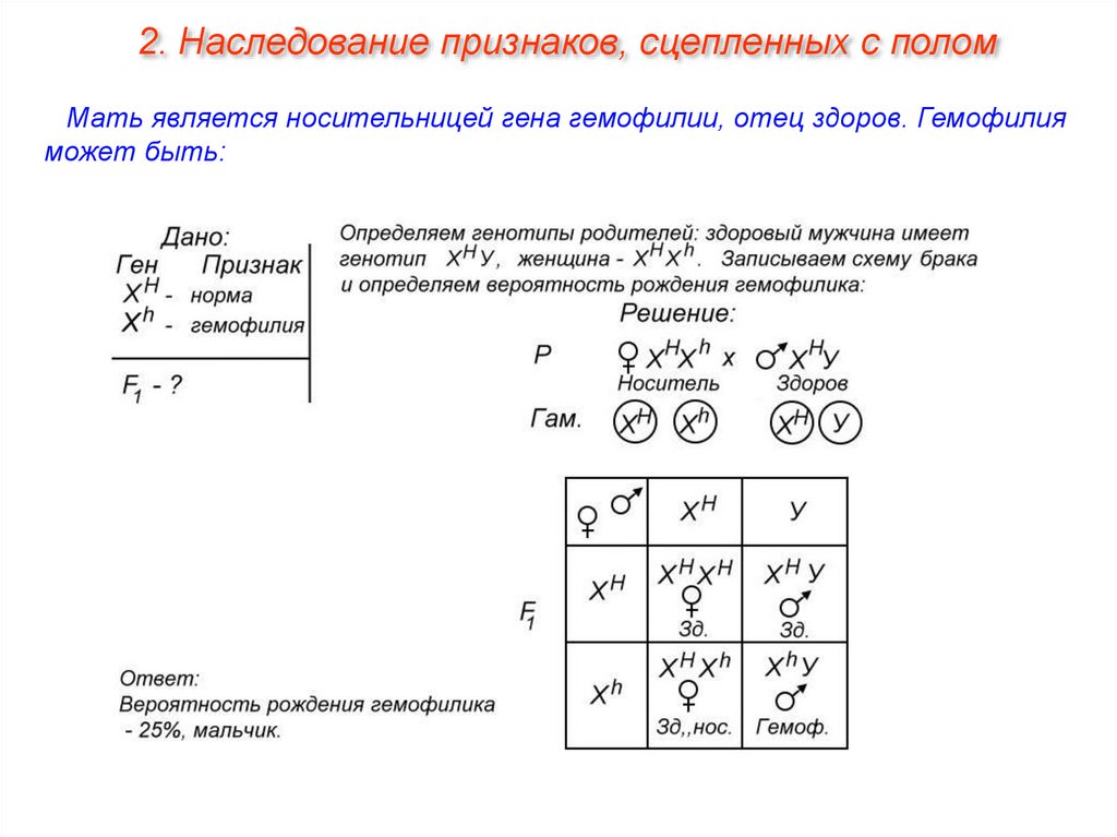 Презентация генетика пола наследование сцепленное с полом наследование