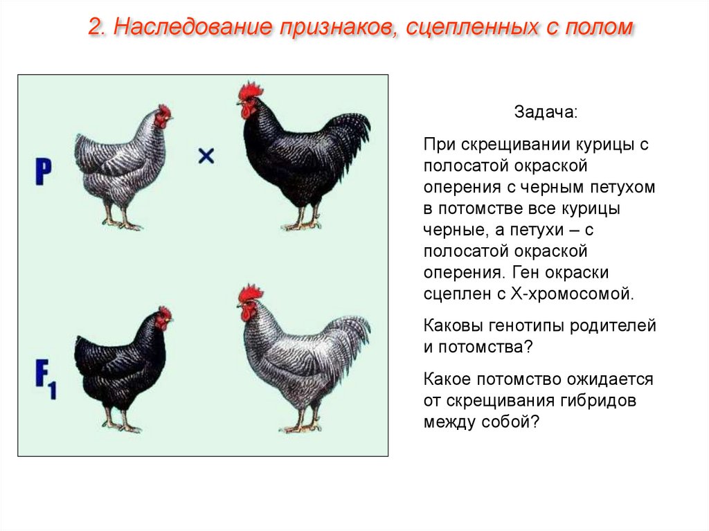 Схема скрещивания кур. Генетика пола и наследование сцепленное с полом. Задачи сцепленные с полом. Задач по темам генетика пола. Окраска оперения у кур Тип наследования.