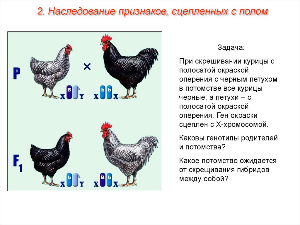 Презентация по теме генетика пола