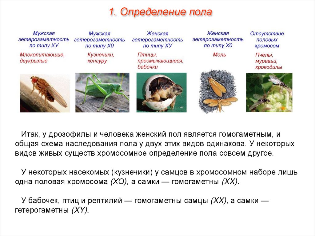 Презентация на тему генетика пола