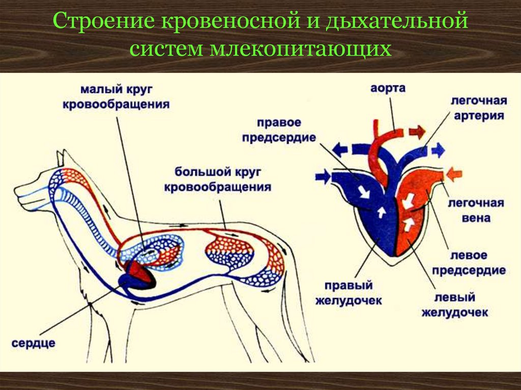 Схема сердца млекопитающего