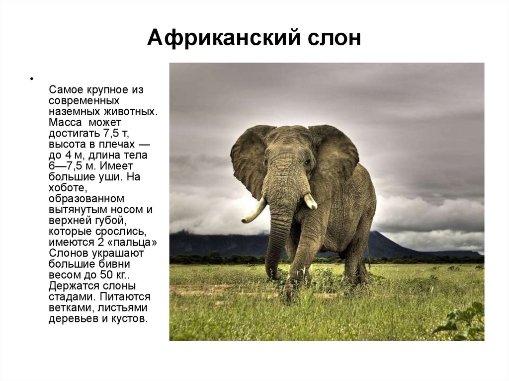 Слон рассказ окружающий мир. Описание слона. Сообщение о слоне. Рассказ о слонах. Африканский слон.