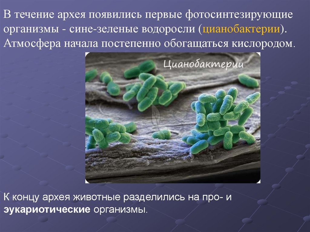 Живые организмы архея. Цианобактерии Архей. Архей организмы. Первые организмы в архее. Архей живые организмы.