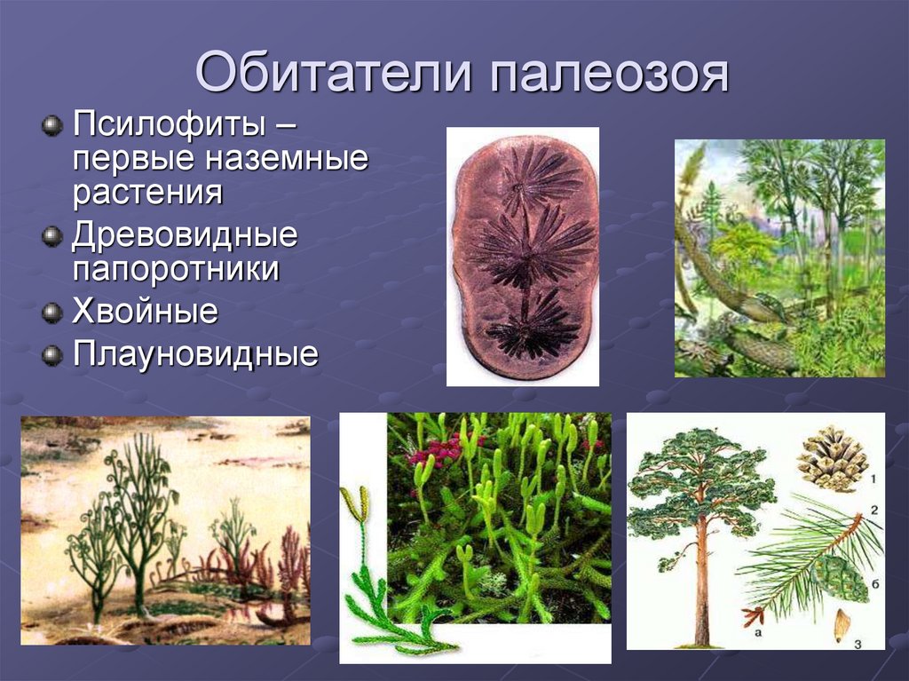 В каком периоде жили древовидные растения. Псилофиты мезозой. Псилофиты растения. Псилофиты палеозой. Палеозойская Эра псилофиты.