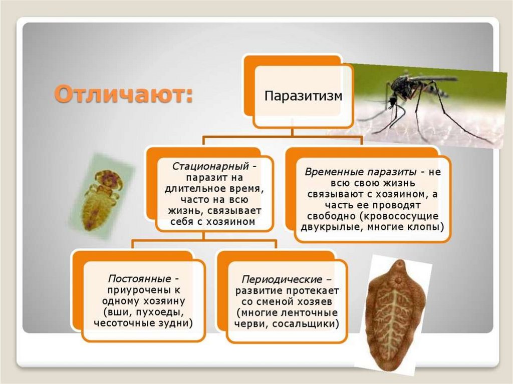 Живые организмы как среда жизни кратко