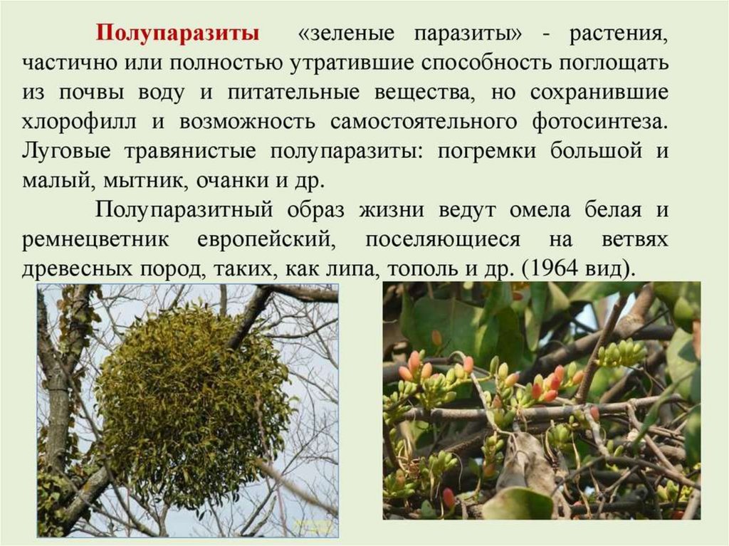Распределите предложенные растения по группам полупаразиты паразиты. Повилика заразиха омела. Омела растение паразит. Растение полупаразит. Растение полупаразит омела.