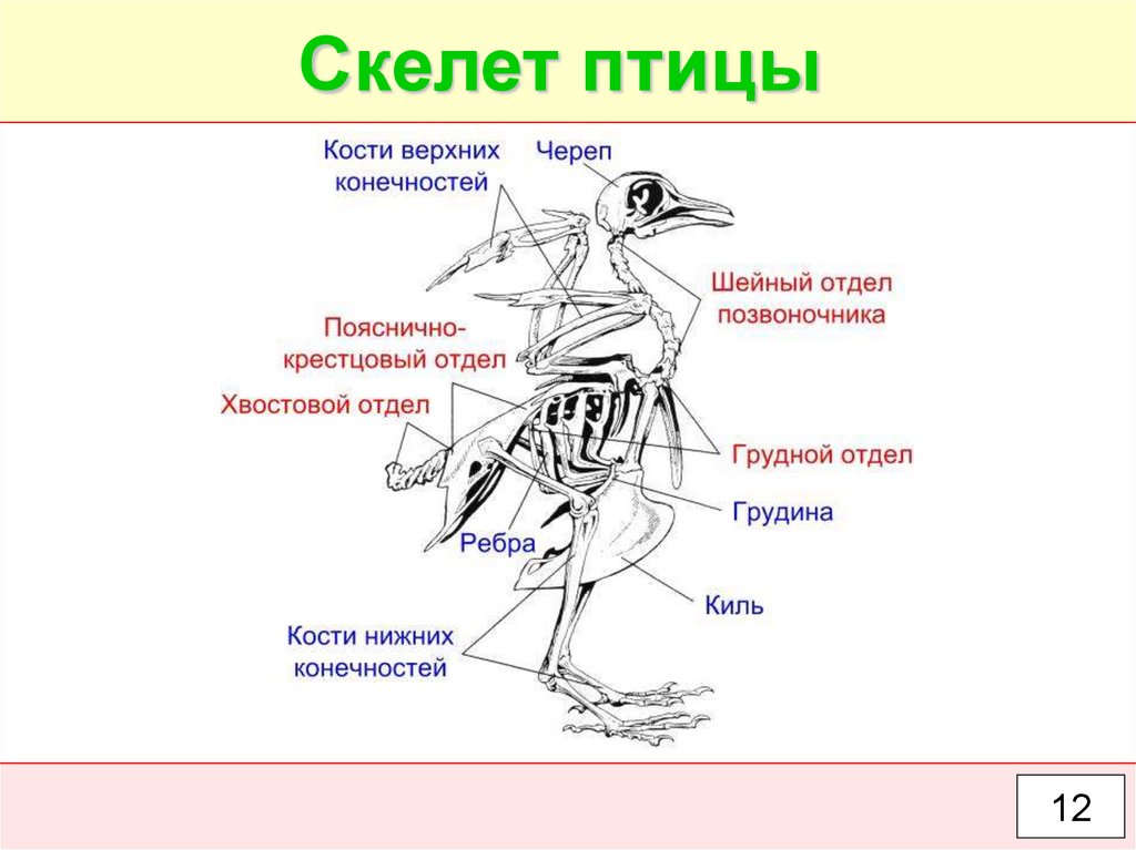 Практическая работа опора и движение животных