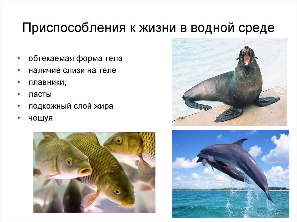 Водные животные презентация