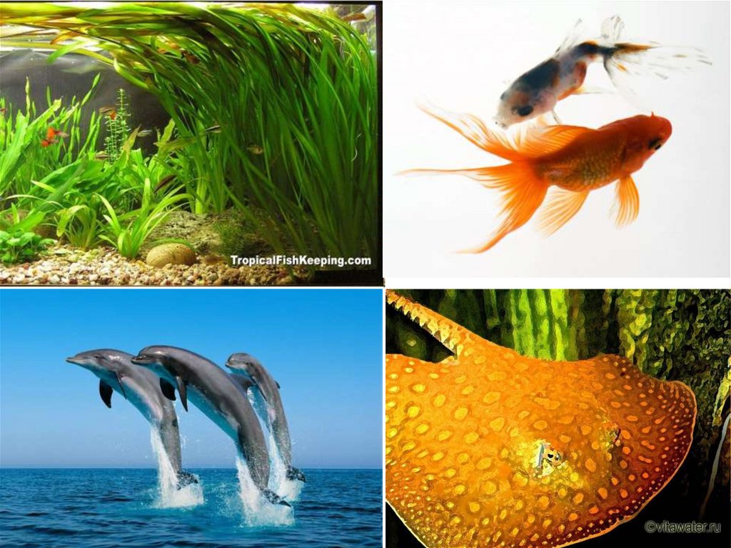 Вода среда обитания живых организмов. Животные водной среды. Водная среда. Живые организмы водной среды обитания. Живые организмы обитающие в водной среде.