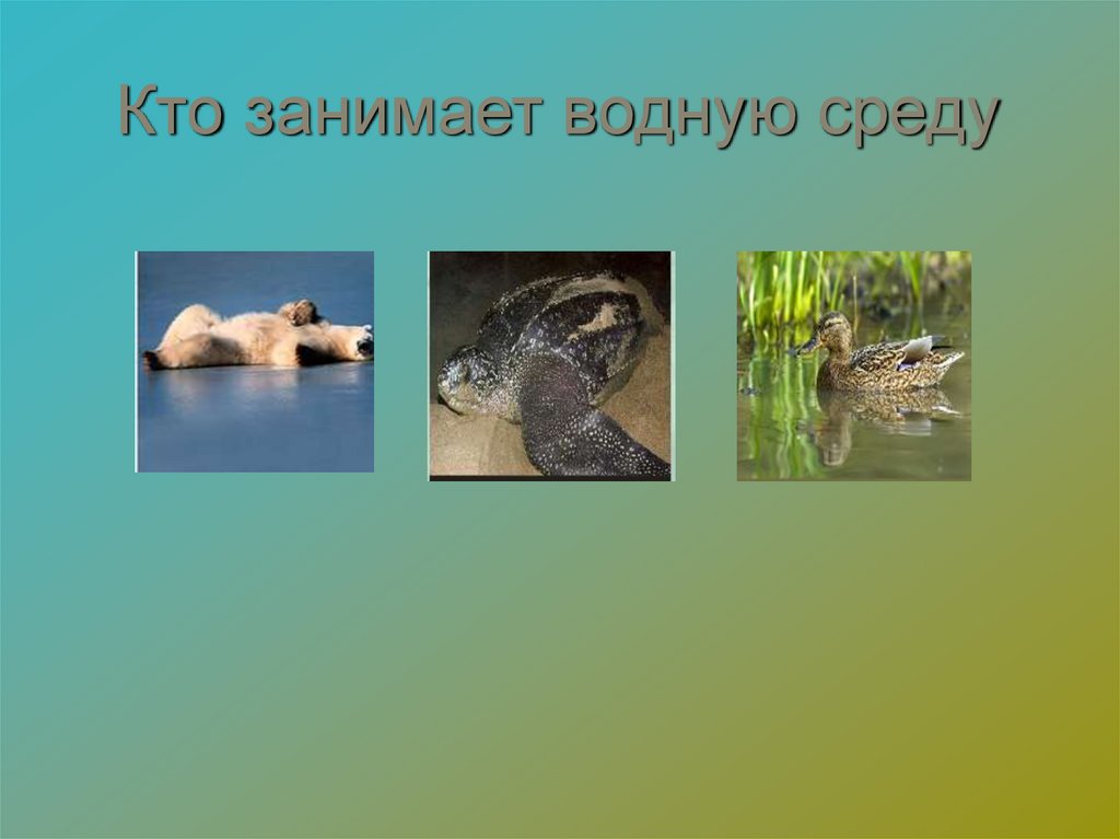 Кто занимает водную среду