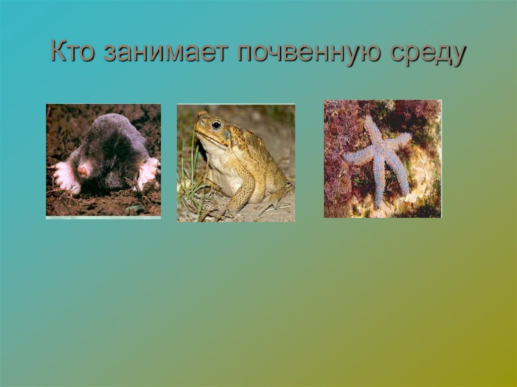 Кто занимает почвенную среду