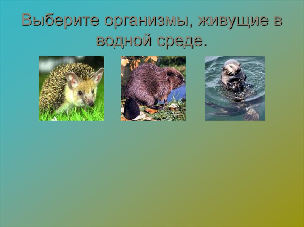 Выберите организмы, живущие в водной среде.