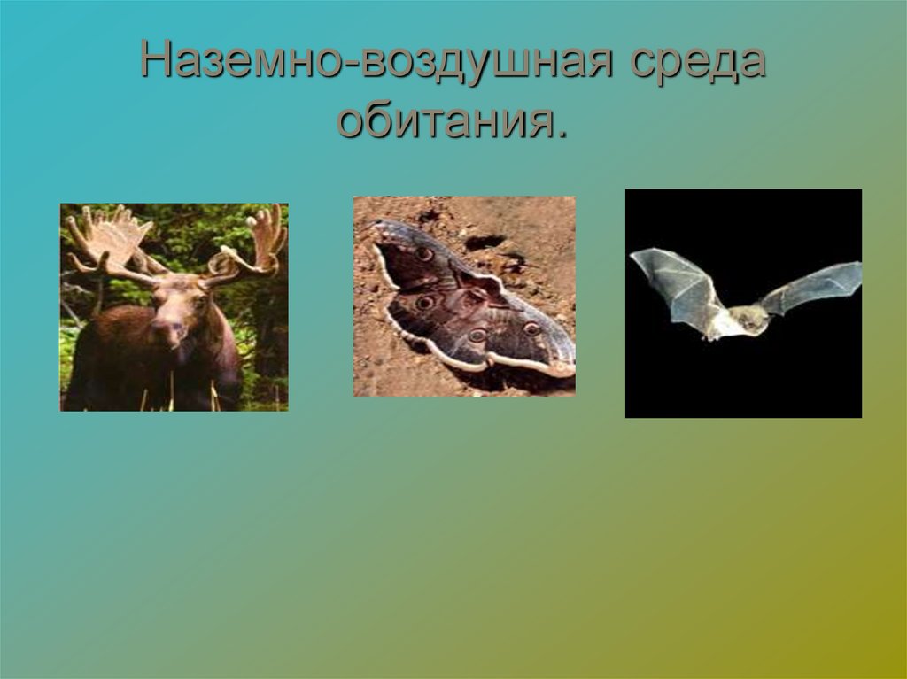 Наземно-воздушная среда обитания.