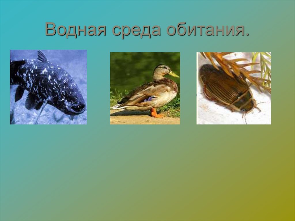 Водная среда обитания.