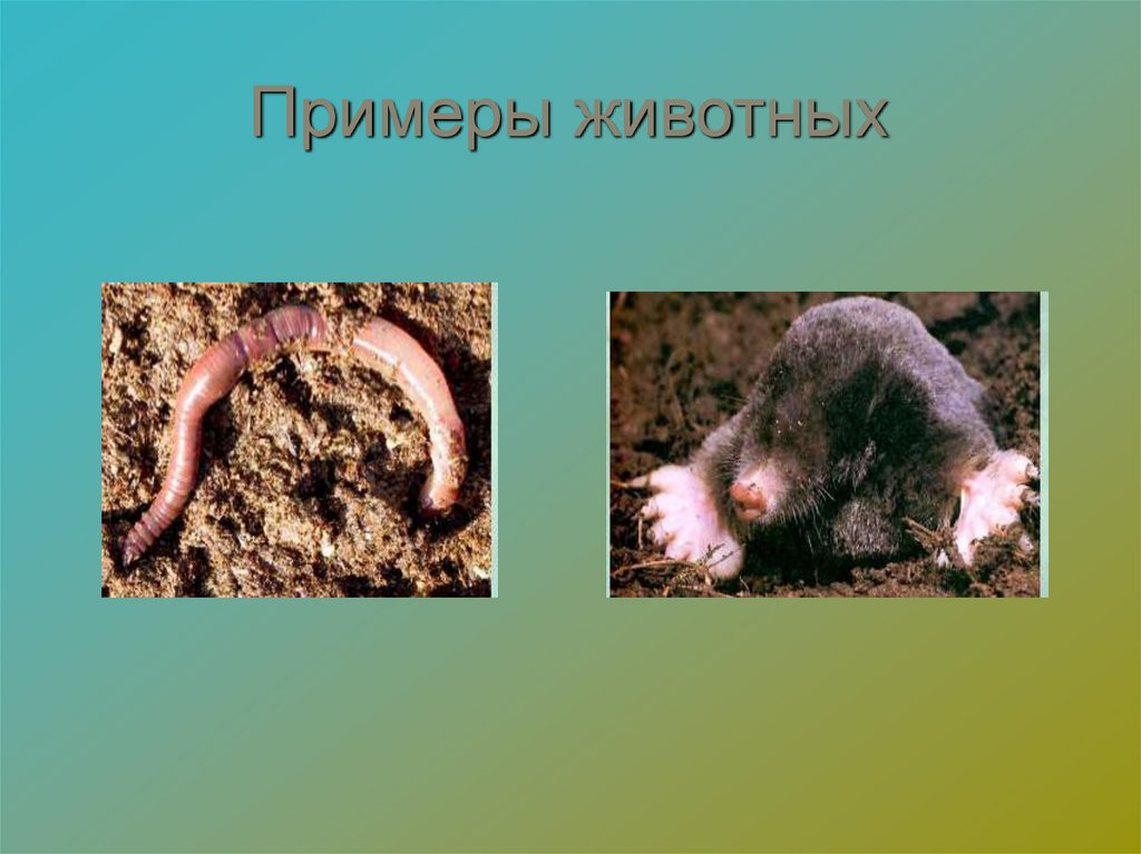 Примеры животных