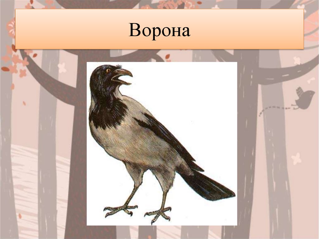 Ворона