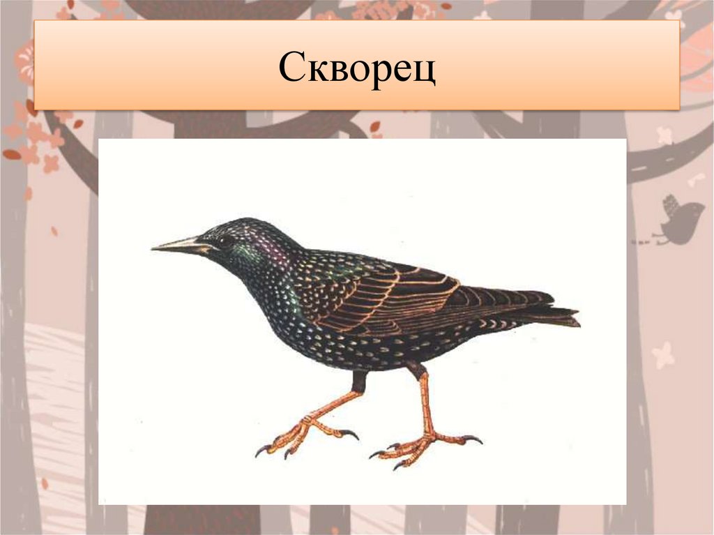 Скворец