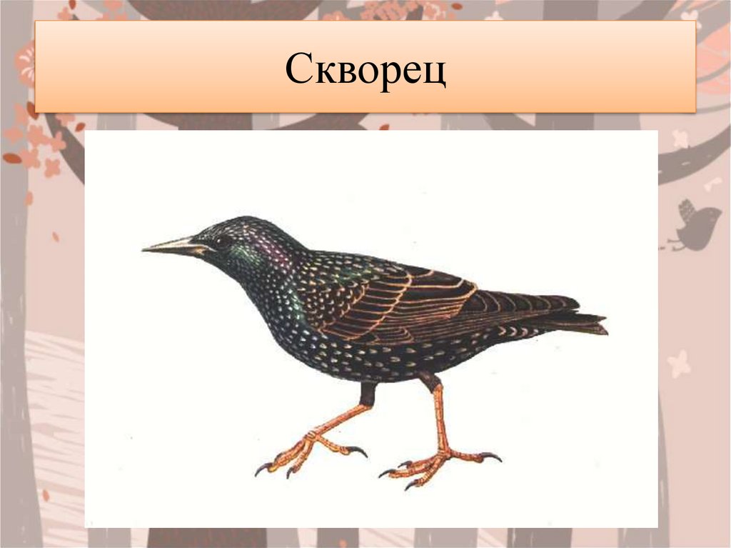 Скворец