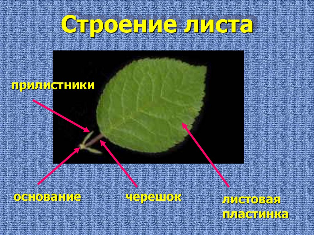 Строение листа